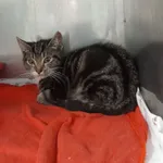 Znaleziono kota, Gdańsk, 15 października 2025