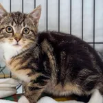 Kot do adopcji, Sopot, 14 października 2025