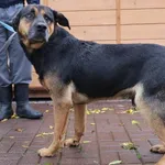 Znaleziono psa, Łódź, 13 października 2025