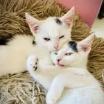 Oddam kota, Warszawa, 18 października 2025