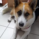 Znaleziono psa, Gdańsk, 16 października 2025