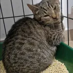 Znaleziono kota, Grudziądz, 17 października 2025