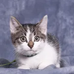 Kot do adopcji, Gdańsk, 14 października 2025