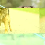 Pies do adopcji, Nowodwór, 16 października 2025