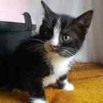 Znaleziono kota, Gdańsk, 17 października 2025