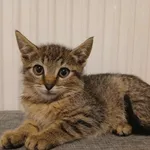 Kocurek poz. 25/707/K