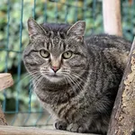 Kot do adopcji, Bydgoszcz, 18 października 2025