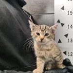 Znaleziono kota, Chełmek, 17 października 2025