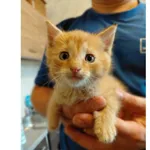 Znaleziono kota, Białystok, 17 września 2025