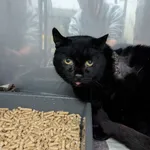 KOTKA PRZYWIEZIONA DO SCHRONISKA Z INTERWENCJI 13.10.2025