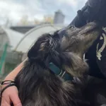 Pies do adopcji, Bydgoszcz, 18 października 2025