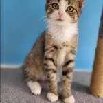 Znaleziono kota, Grudziądz, 5 października 2025