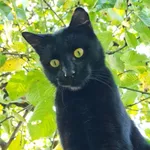 Zaginął kot, Mierzyn, 19 października 2025