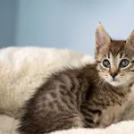 Oddam kota, Warszawa, 19 października 2025