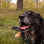 Pies do adopcji, Sosnowice, 9 września 2025