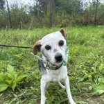 Znaleziono psa, Żywiec, 18 października 2025