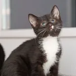 Kot do adopcji, Zgierz, 18 października 2025