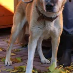 Znaleziono psa, Łódź, 18 października 2025