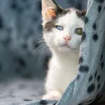 Oddam kota, Warszawa, 19 października 2025