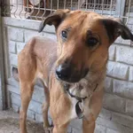 Paź to pies przywieziony w dniu 07.10.2025r, bardzo chudy z ranami wokół szyi, jest psem wystraszonym i zdystansowanym, wysoki, średni