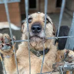 Fuks, wesoły szorstkowłosy psiak szuka domu!