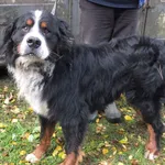 Znaleziono psa, Nowa Krępa, 7 października 2025