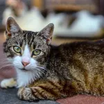 Oddam kota, Olsztyn, 19 października 2025