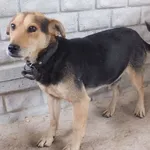 Znaleziono psa, Nowa Krępa, 29 września 2025