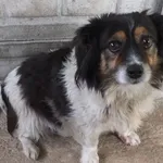 Pacynek to pies przywieziony w dniu 06.10.2025r z terenu gm. Pilawa, niewysoki, kontaktowy, wesoły