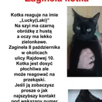 Zaginął kot, Łódź, 20 października 2025