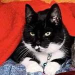 Zaginął kot, Szczecin, 20 października 2025