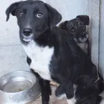 Znaleziono psa, Nowa Krępa, 5 października 2025