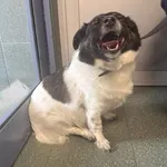 Znaleziono psa, Warszawa, 19 października 2025