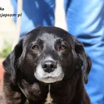 Oddam psa, Warszawa, 20 października 2025
