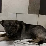 Pies do adopcji, Włocławek, 19 października 2025