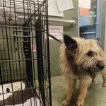 Znaleziono psa, Warszawa, 18 października 2025