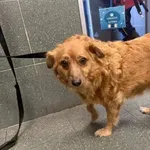 Znaleziono psa, Warszawa, 19 października 2025