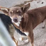 Znaleziono psa, Nowa Krępa, 28 września 2025