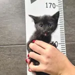 Znaleziono kota, Chełmek, 8 października 2025