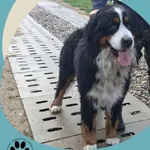 Znaleziono psa, Dąbrówka, 18 października 2025