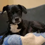 Znaleziono psa, Olsztyn, 19 października 2025