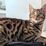 Zaginął kot, Olszyna, 21 października 2025