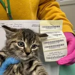 Znaleziono kota, Gdańsk, 21 października 2025