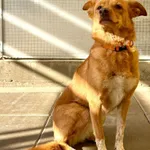 Znaleziono psa, Gdańsk, 21 października 2025