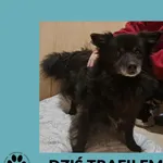 Znaleziono psa, Dąbrówka, 17 października 2025