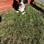 Znaleziono psa, Czartki, 20 października 2025