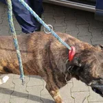 Znaleziono psa, Bydgoszcz, 18 października 2025