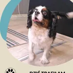 Znaleziono psa, Dąbrówka, 15 października 2025