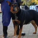 Znaleziono psa, Łódź, 21 października 2025