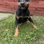 Znaleziono psa, Czartki, 21 października 2025